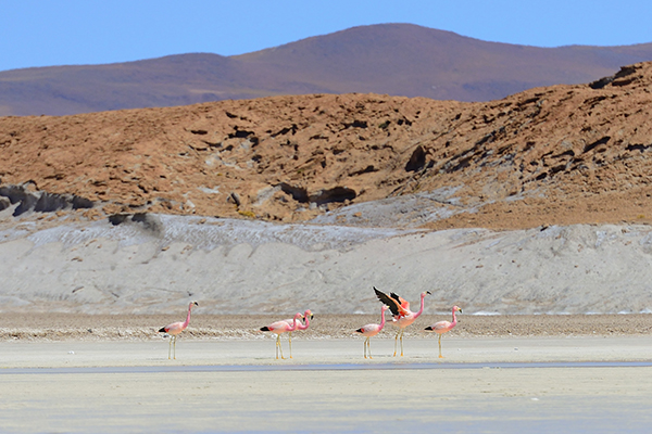 http://Flamingos-Atacama%20desert
